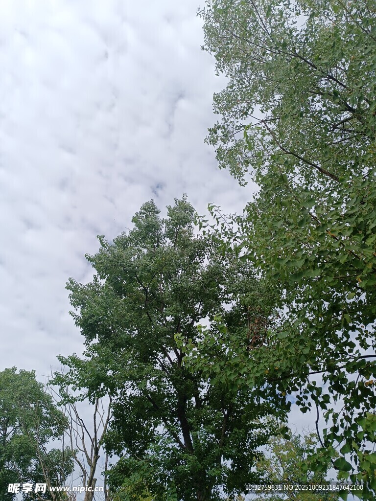 仰视绿树与天空景象
