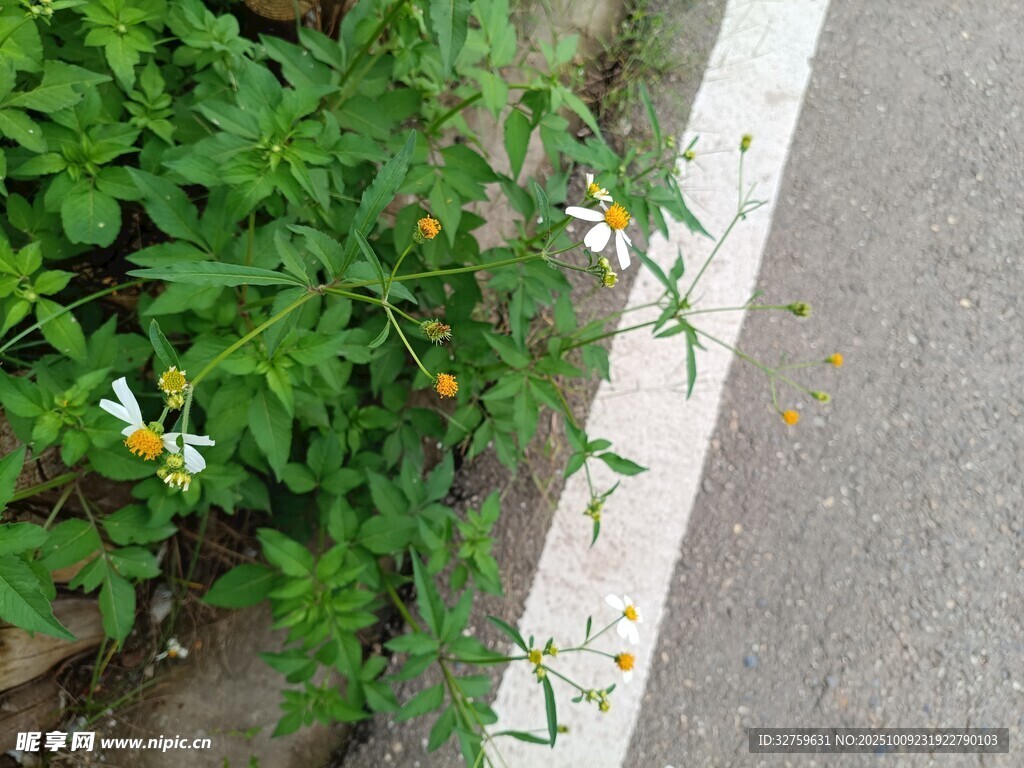 路边绽放的清新小花