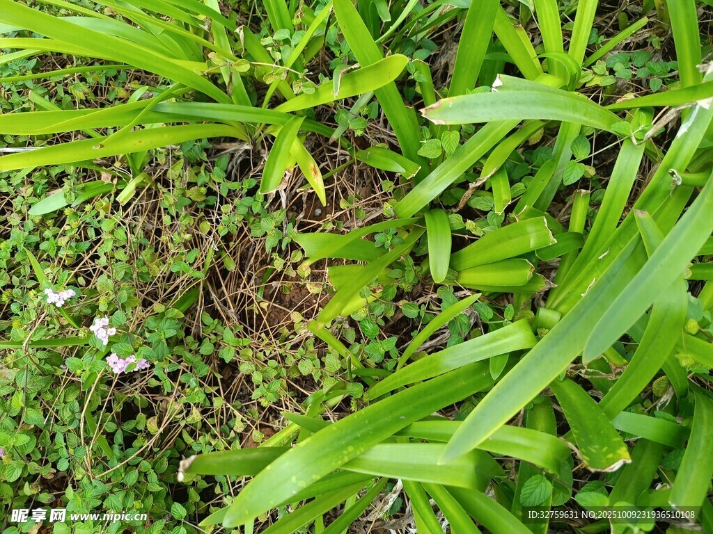 翠绿繁茂的多样草本植物