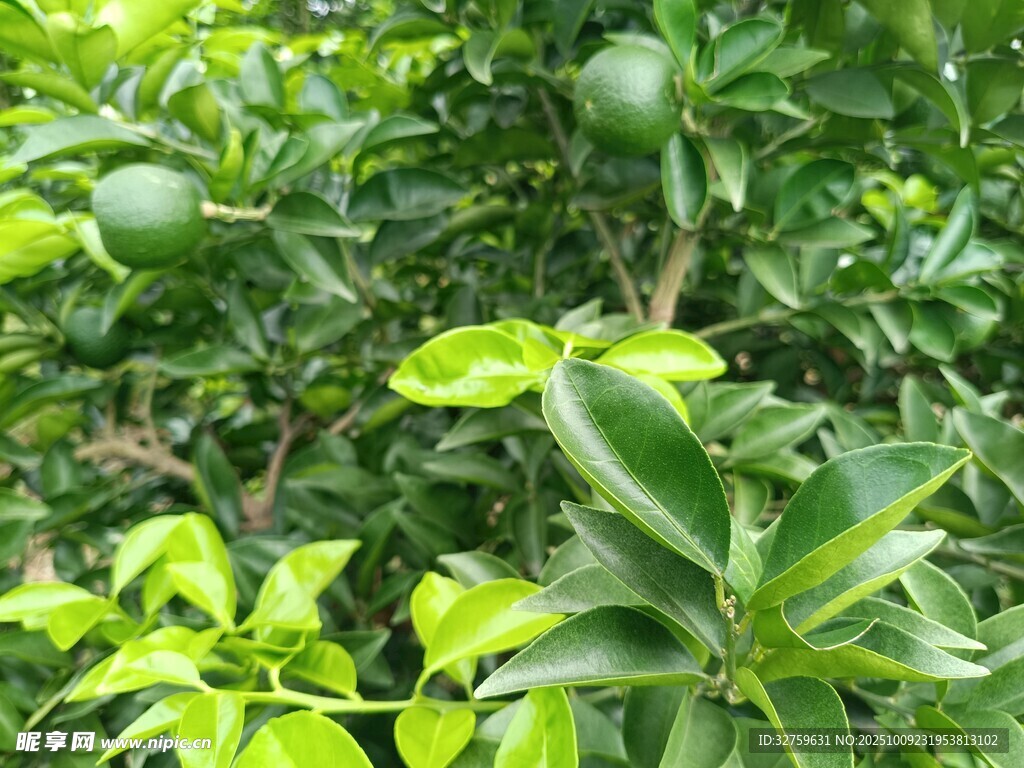 绿叶间的青果