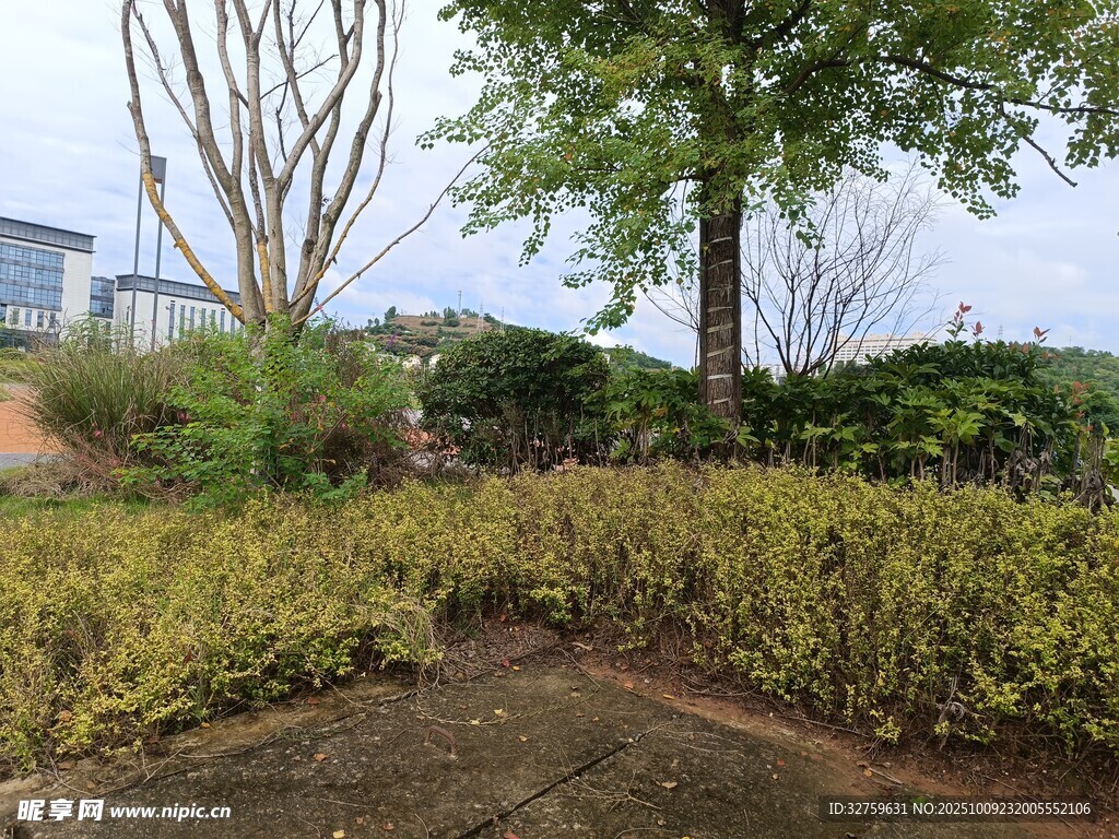 户外绿植景观一角