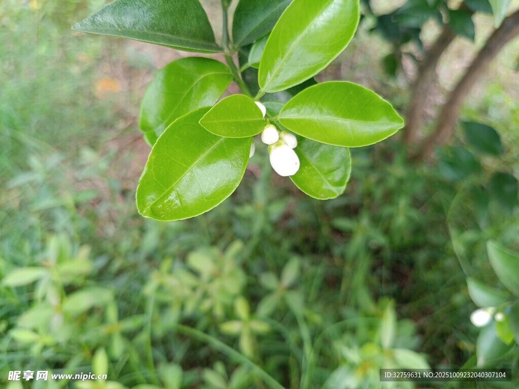 绿叶白花的清新植物