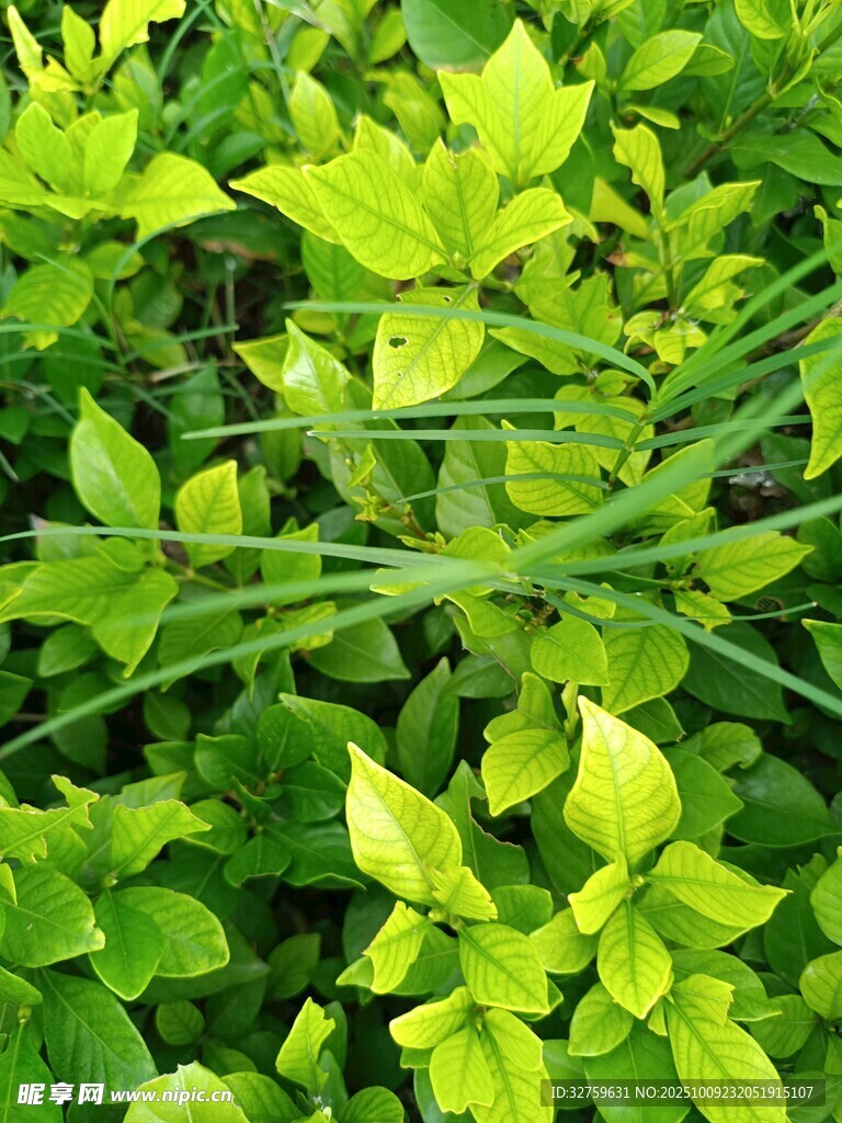 翠绿繁茂的生机植物