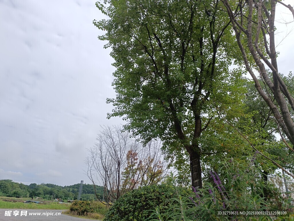 郊外绿树风景