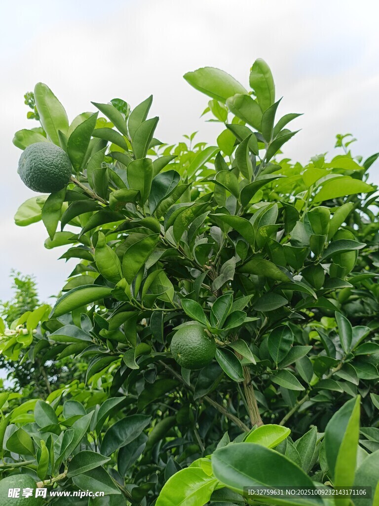 绿叶间的青柑橘