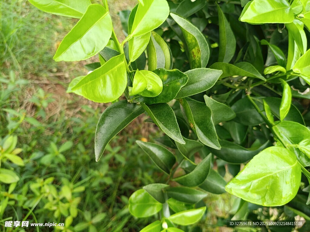 翠绿生机的叶片特写