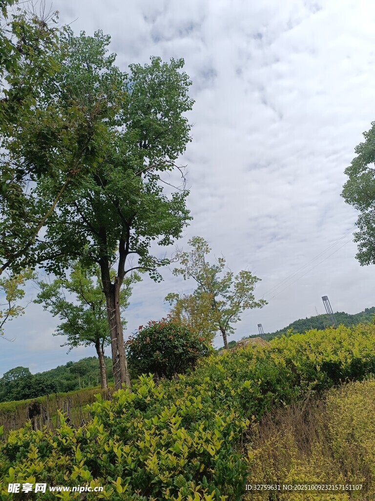 乡村绿意盎然的自然风光