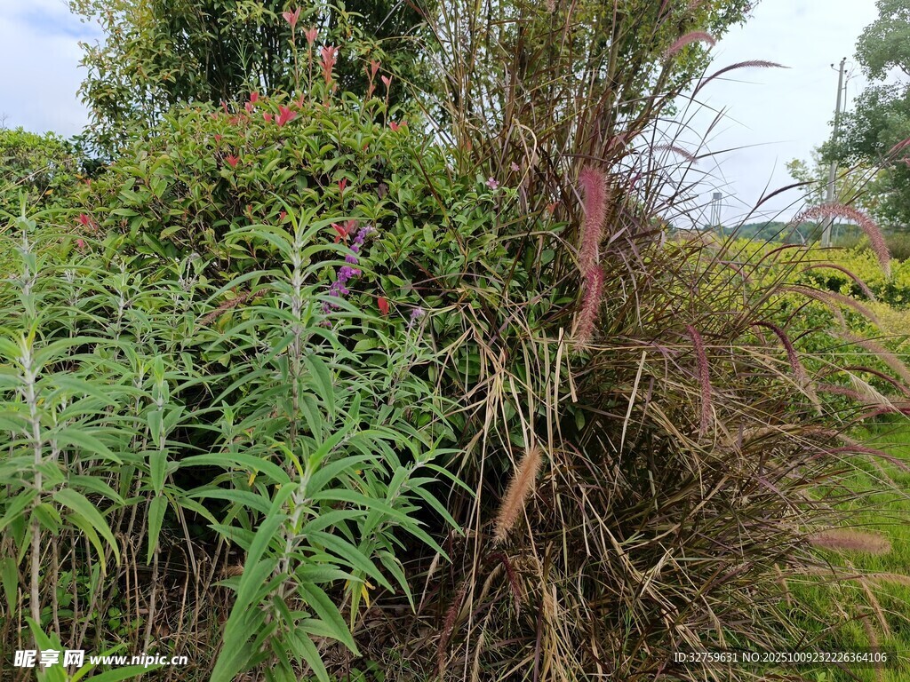 繁茂绿植景观