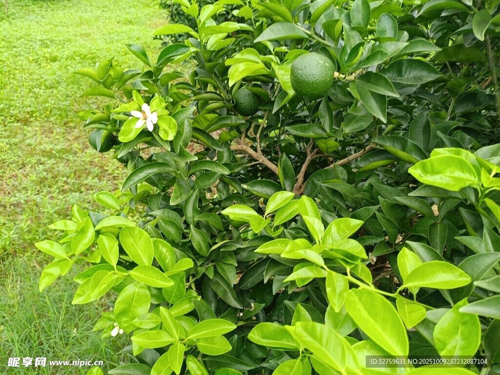 绿叶繁茂的清新植物景象