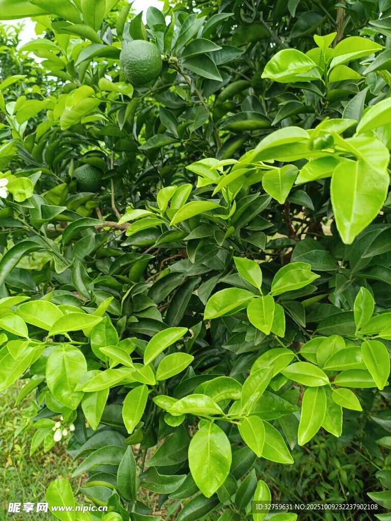 翠绿繁茂的植物叶片