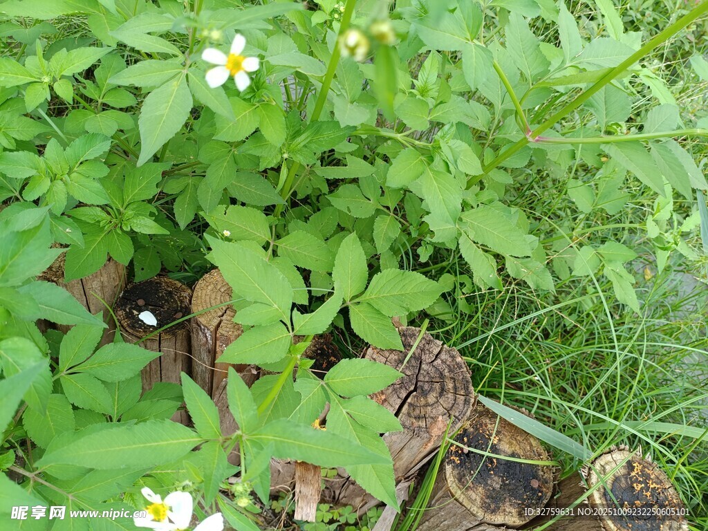绿叶丛中的白色小花