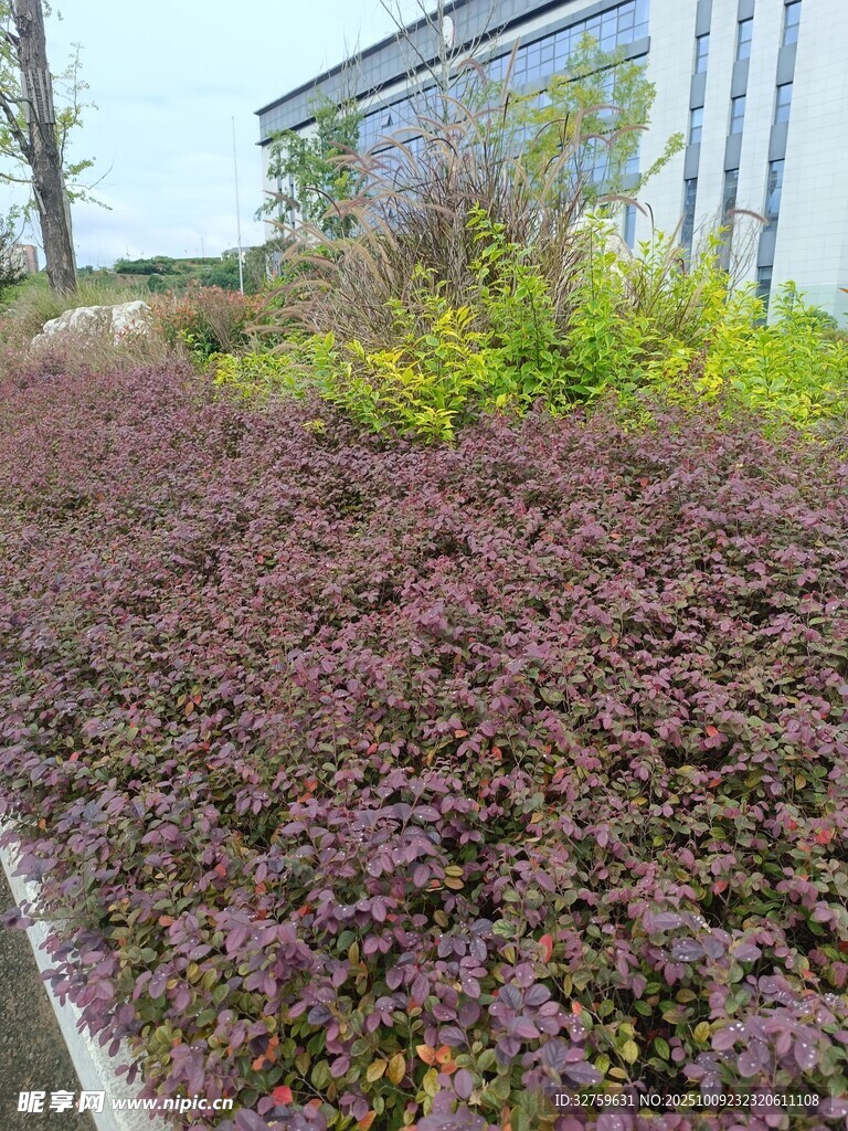 多彩植物景观