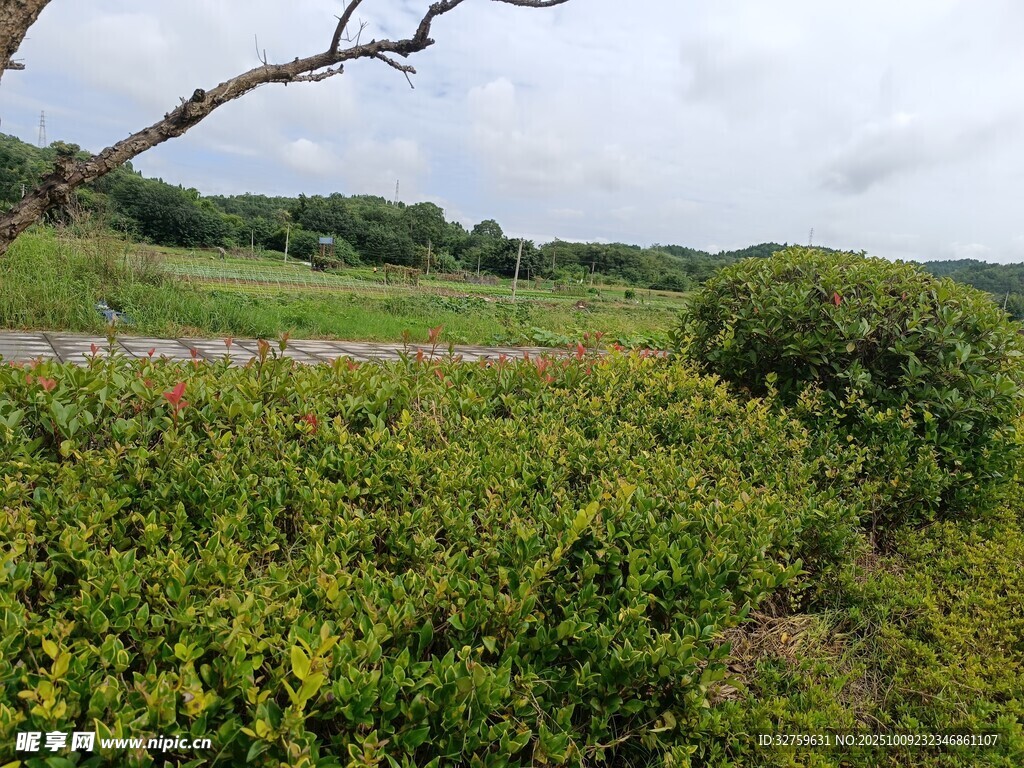 野外繁茂绿植景观
