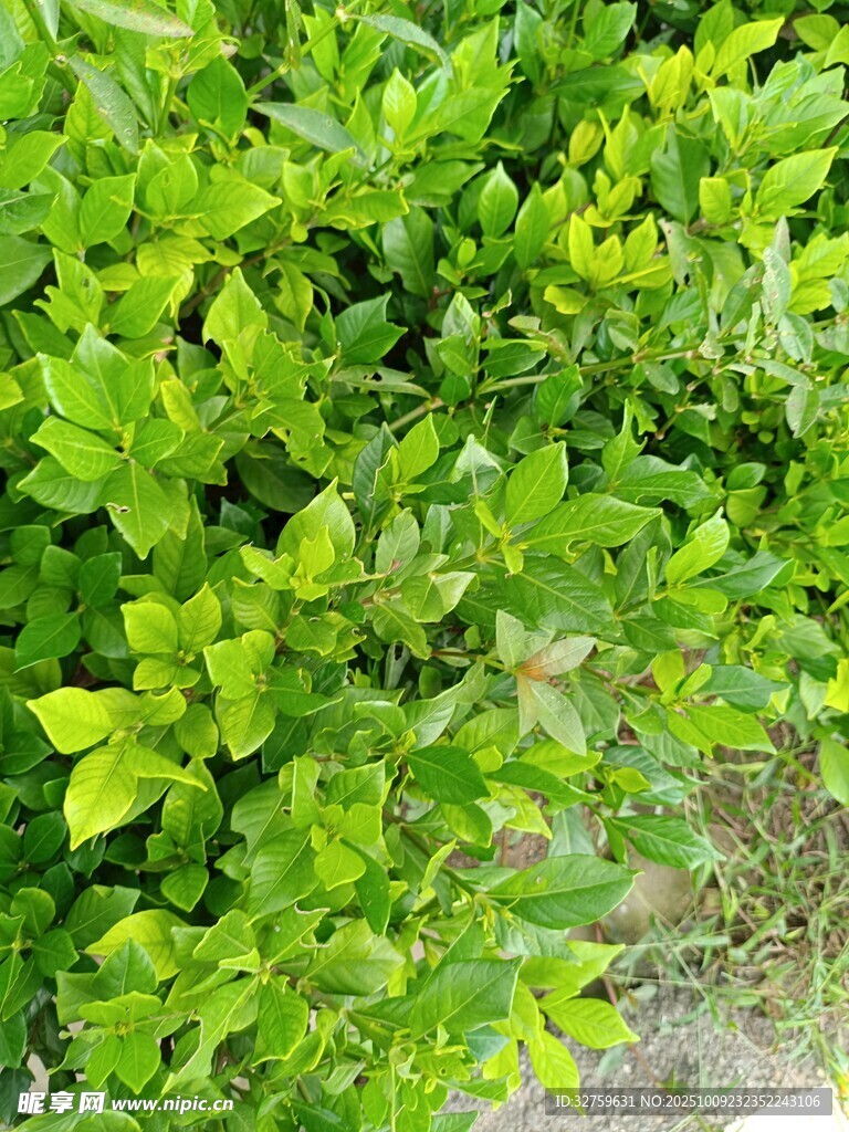 翠绿繁茂的植物景观