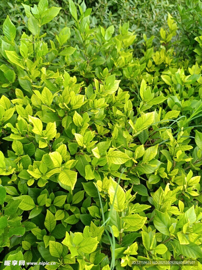 翠绿繁茂的叶片植物