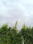 绿叶藤蔓缠绕的围栏景观