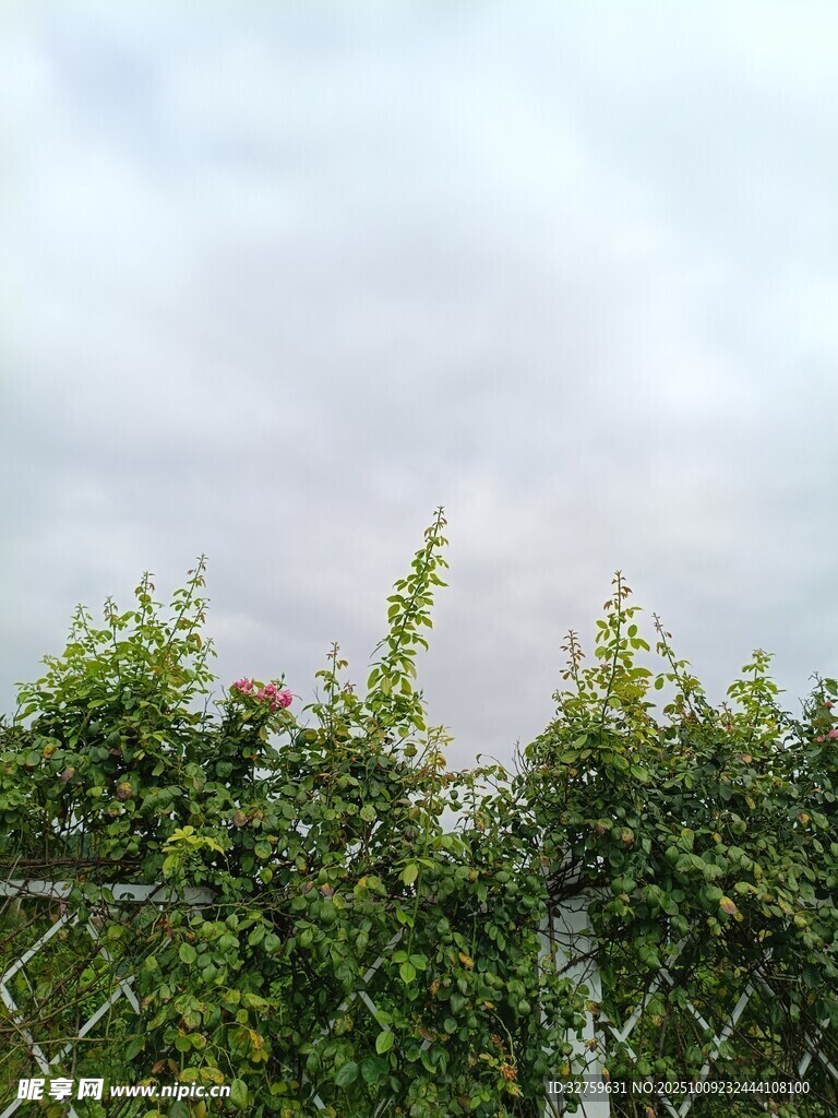 绿叶藤蔓缠绕的围栏景观