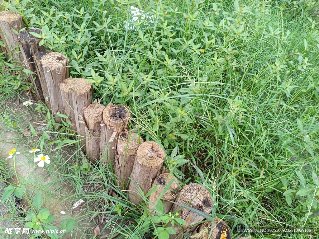 木栅栏旁的翠绿植物
