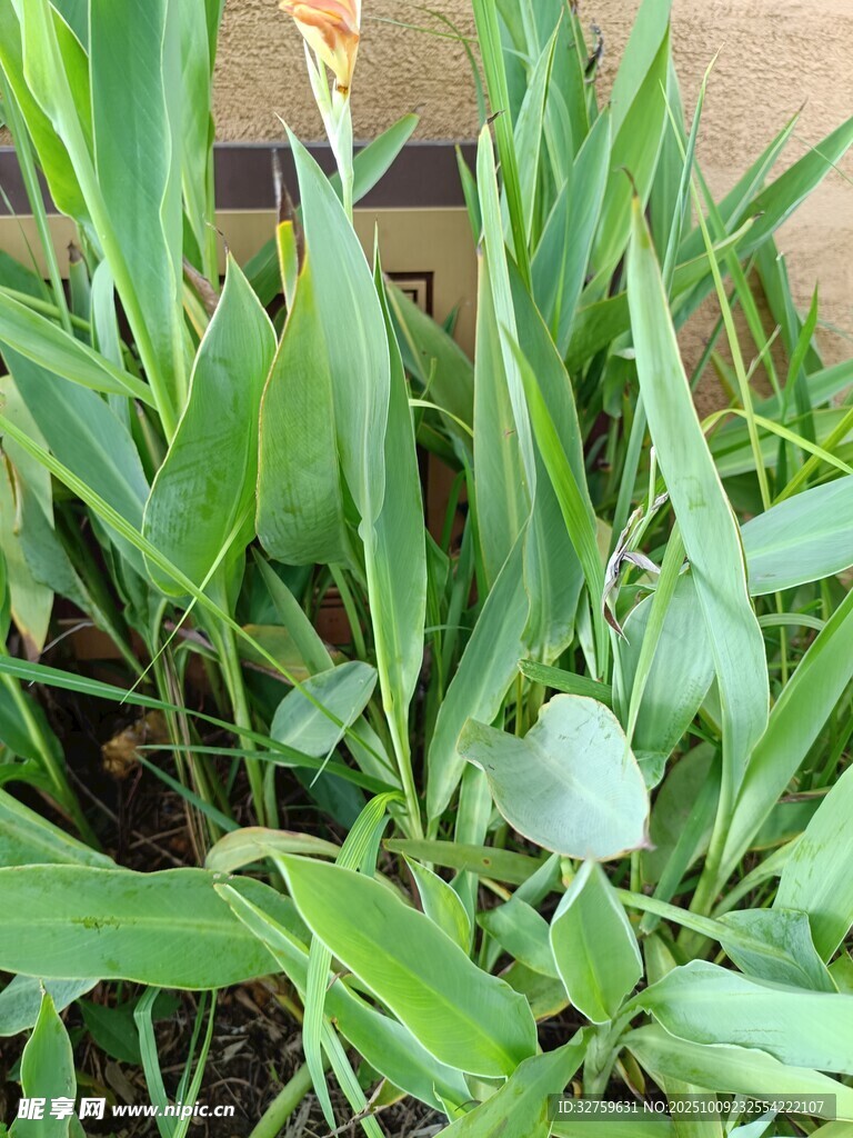绿叶丛中的清新植物