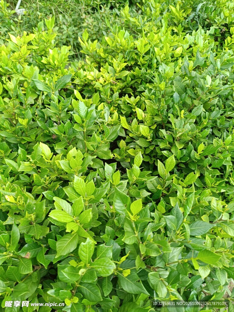翠绿繁茂的灌木丛