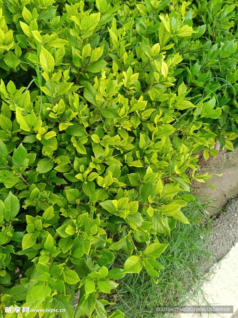 翠绿灌木植物景观
