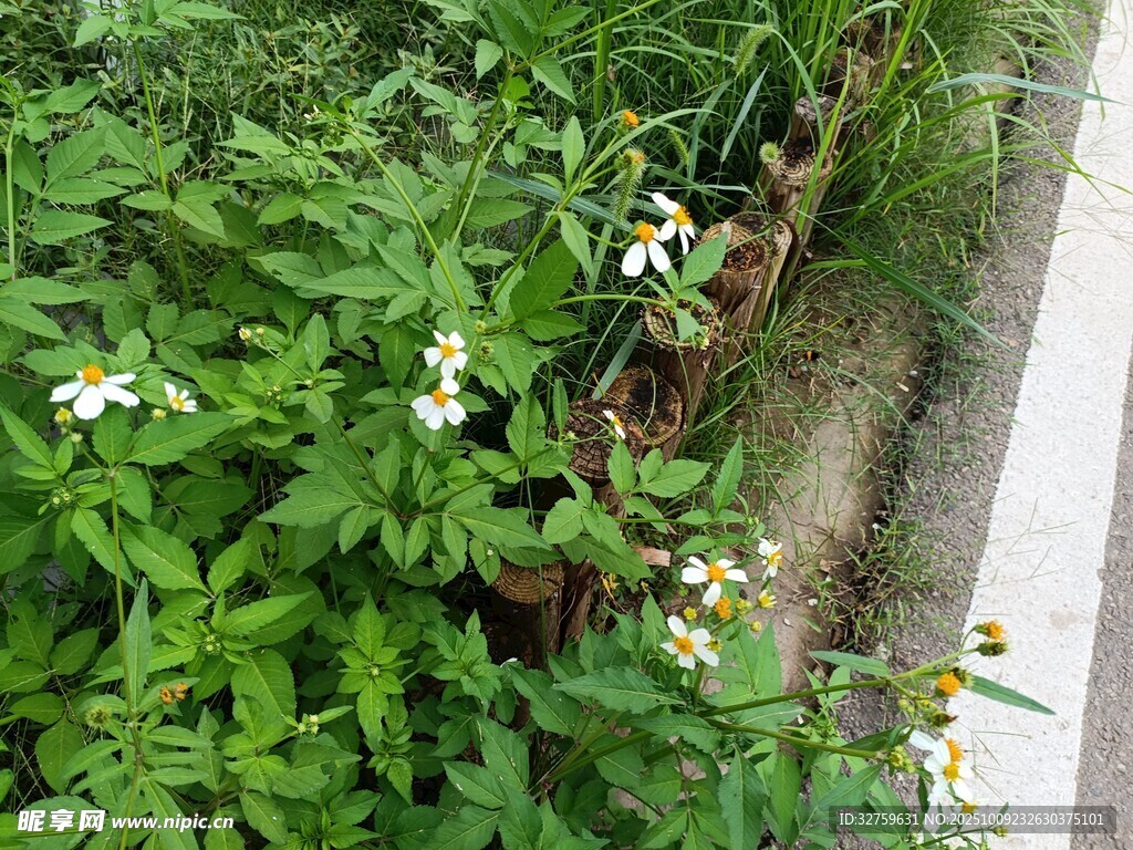 路边绽放的清新白色小花