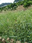 田野间的嫩绿植物景观