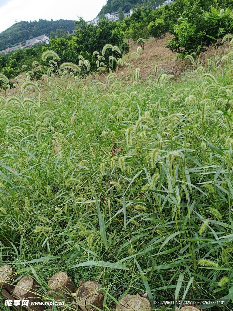 田野间的嫩绿植物景观