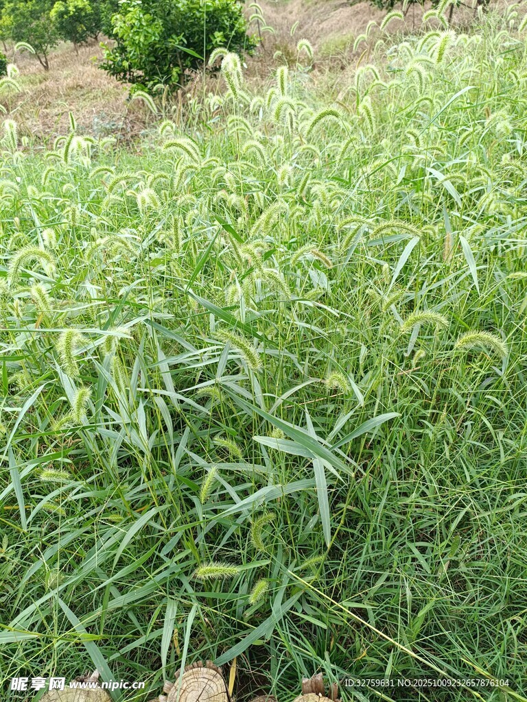 翠绿茂盛的草地景观