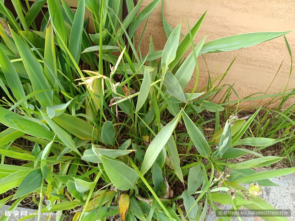 墙边翠绿草丛特写