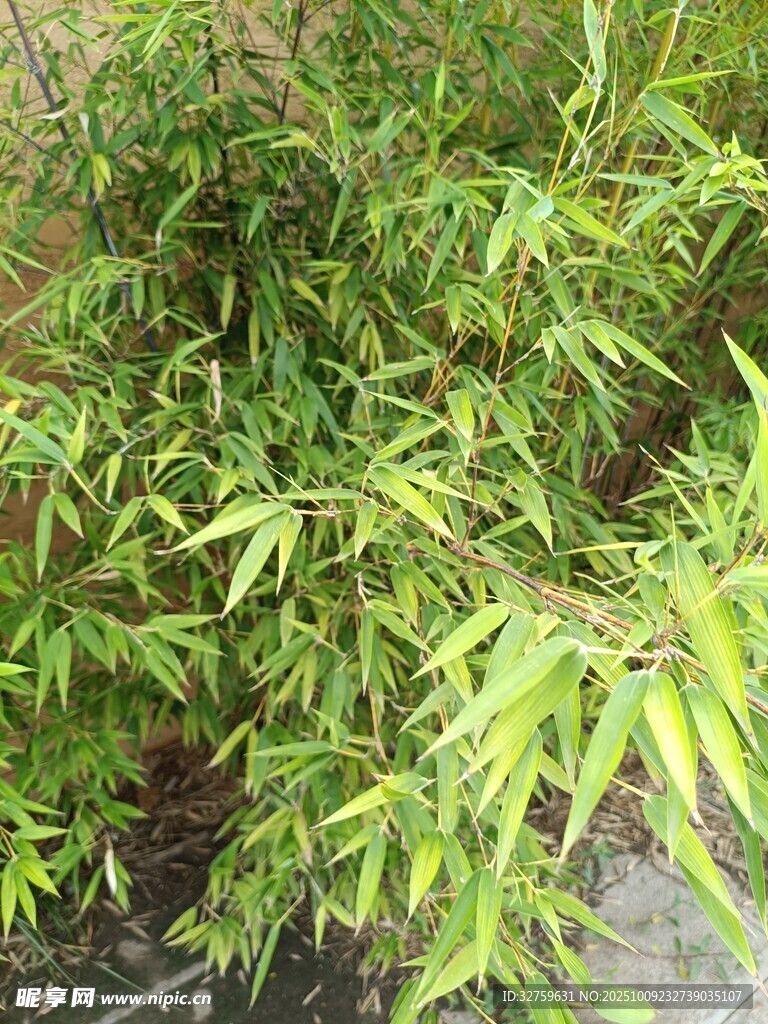 翠绿竹林近景