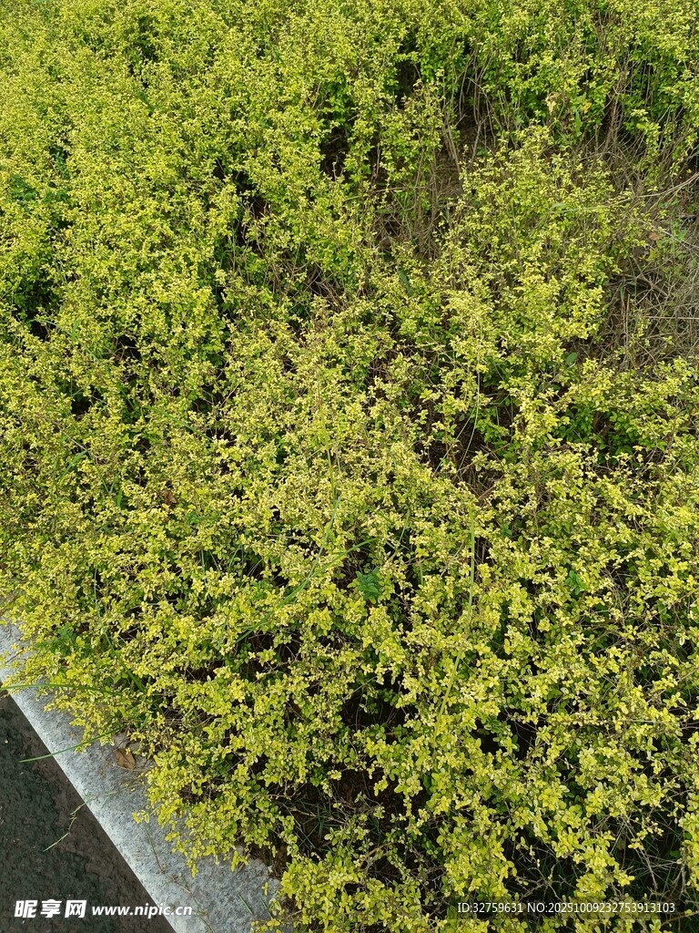 翠绿繁茂的低矮绿植