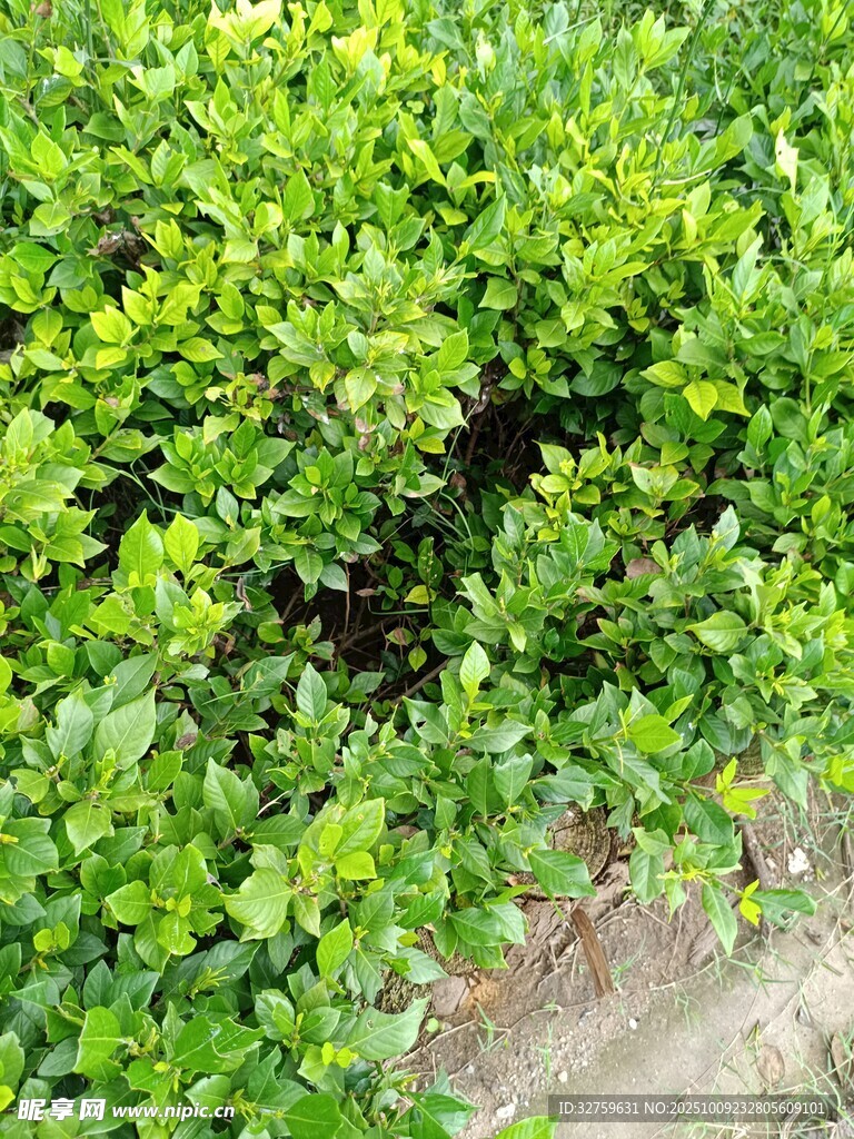 翠绿繁茂的灌木丛