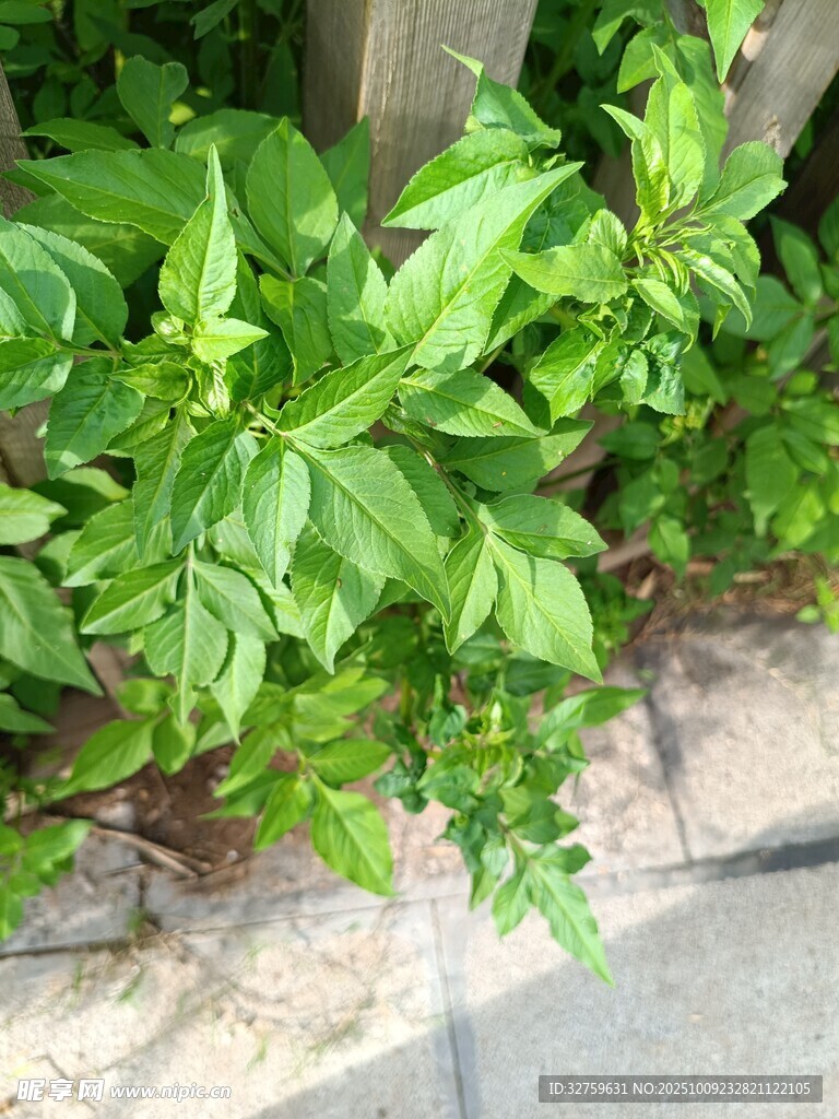 路边生长的茂盛绿色植物