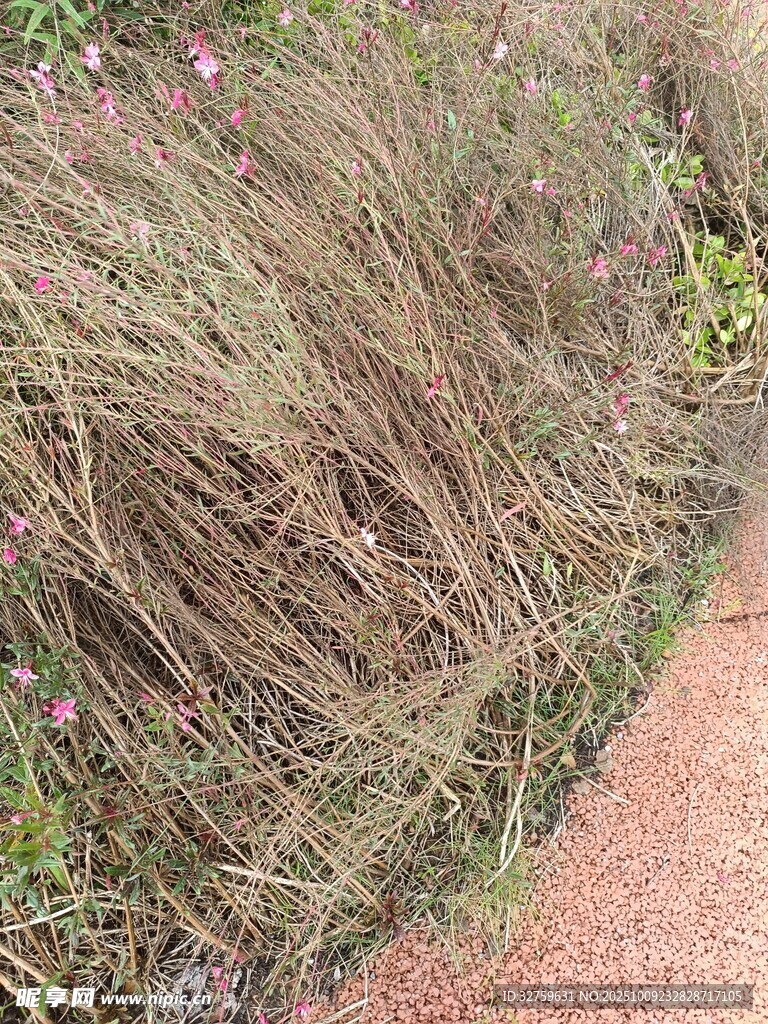 路边的繁茂野草