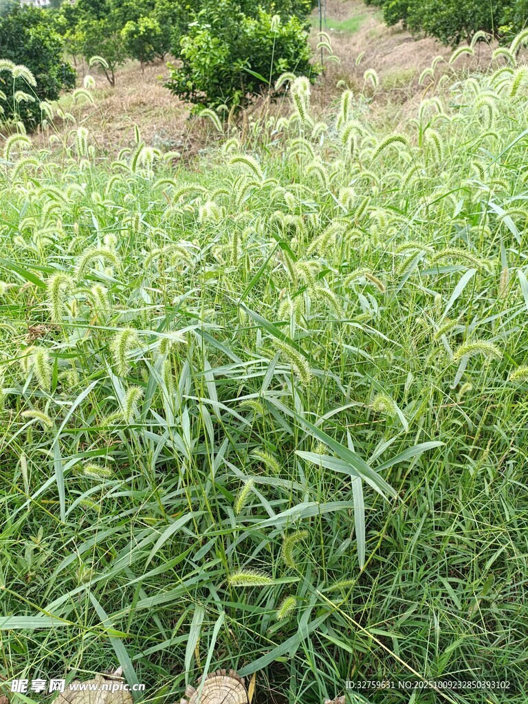 翠绿繁茂的草地景观