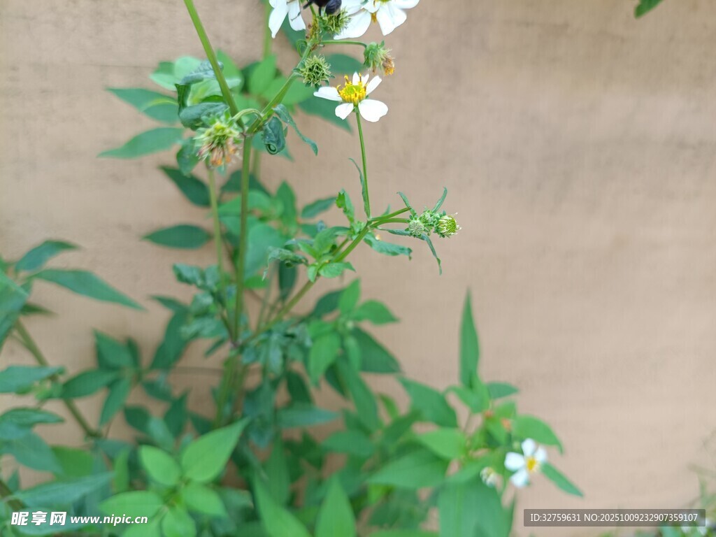 墙边绽放的白色小花植物