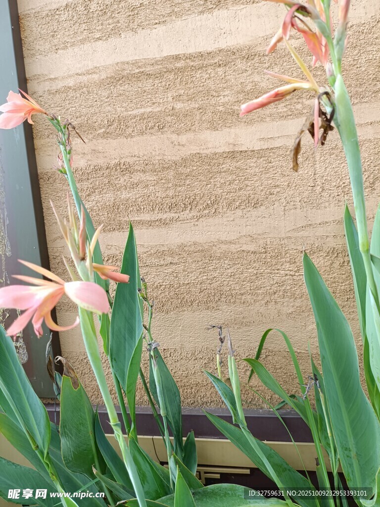 窗边绽放的粉色美丽花朵