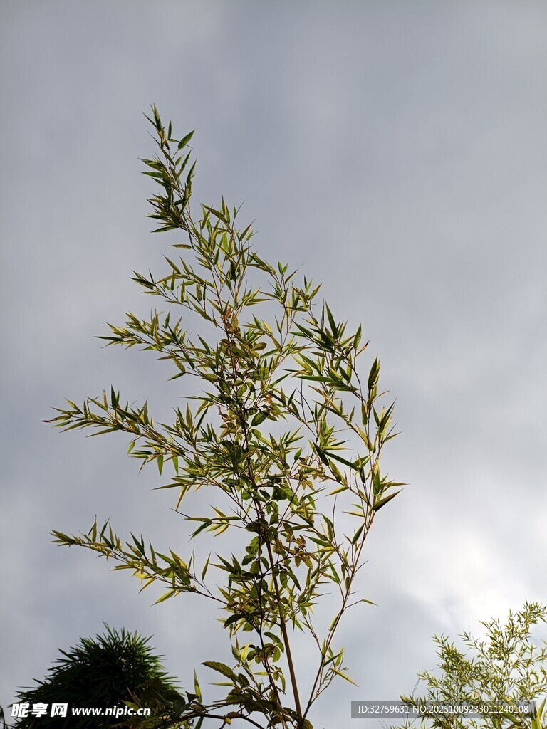 阳光下的绿植枝叶