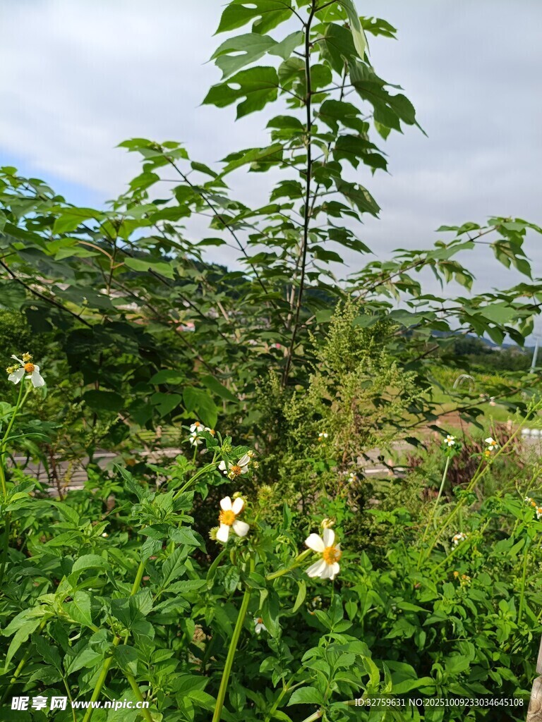 野外绿植与绽放小花
