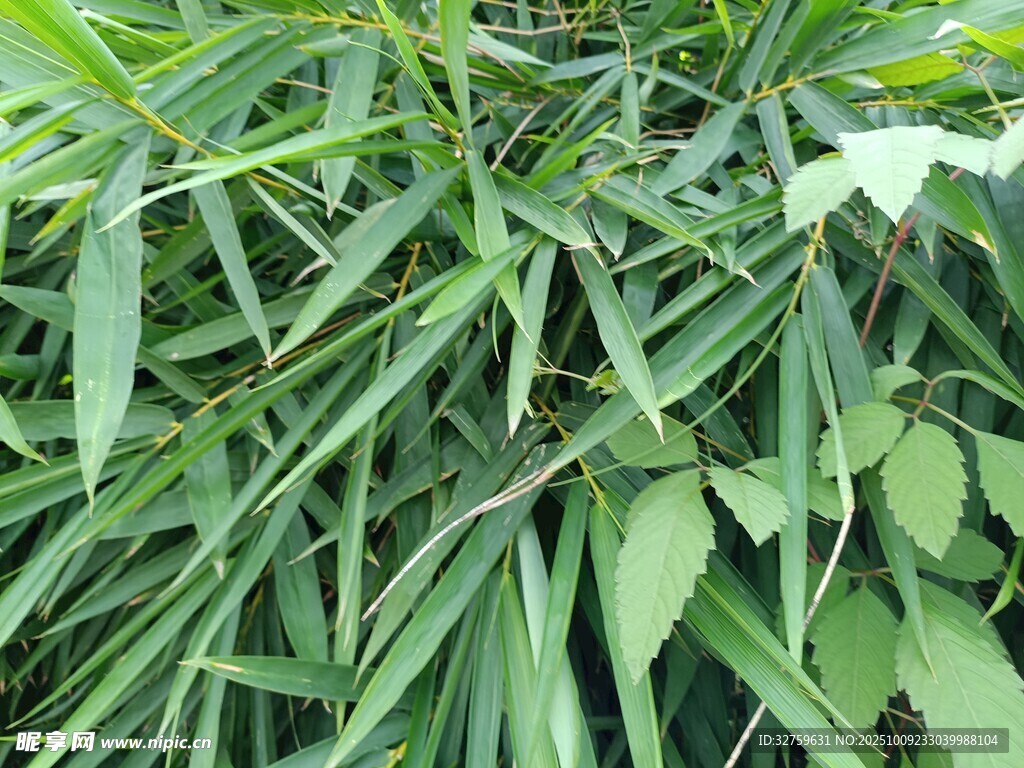 翠绿繁茂的丛生植物