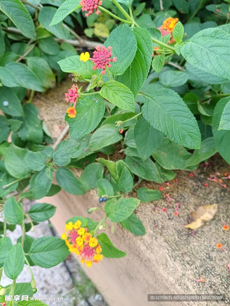 绿叶间绽放的多彩小花