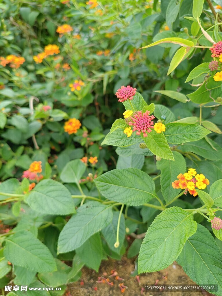 多彩马缨丹绽放绿意间