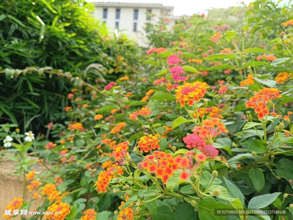 缤纷花丛中的绚烂景致
