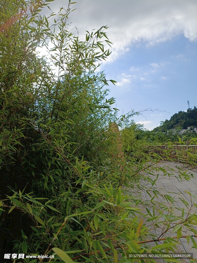 野外繁茂绿植与开阔地带