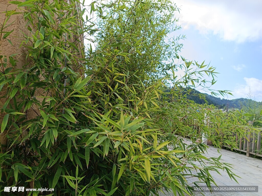 路边葱郁竹林景观