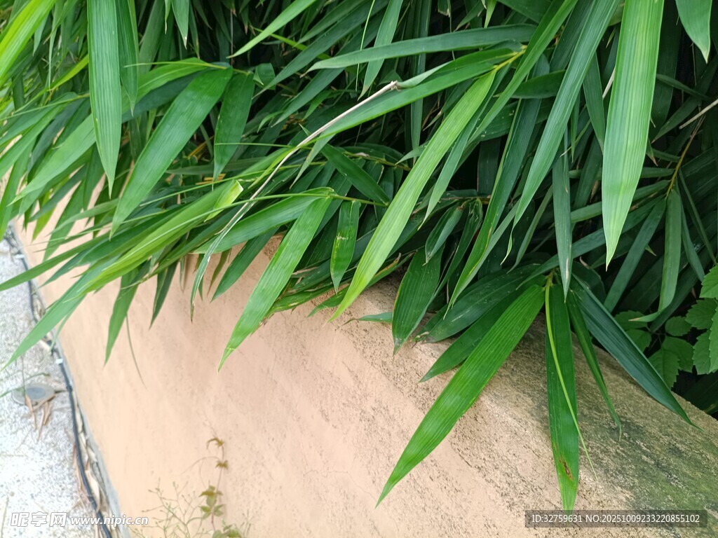 翠绿竹叶倚于古朴墙面