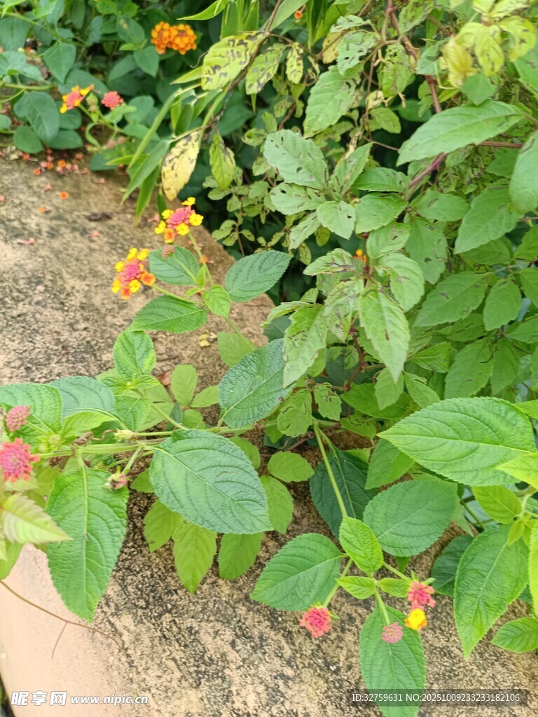 绿叶间的多彩小花