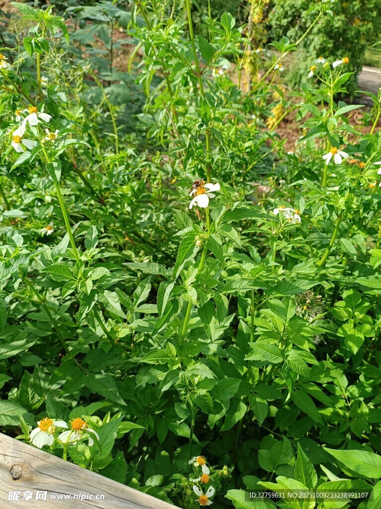 繁茂花园中的清新植物
