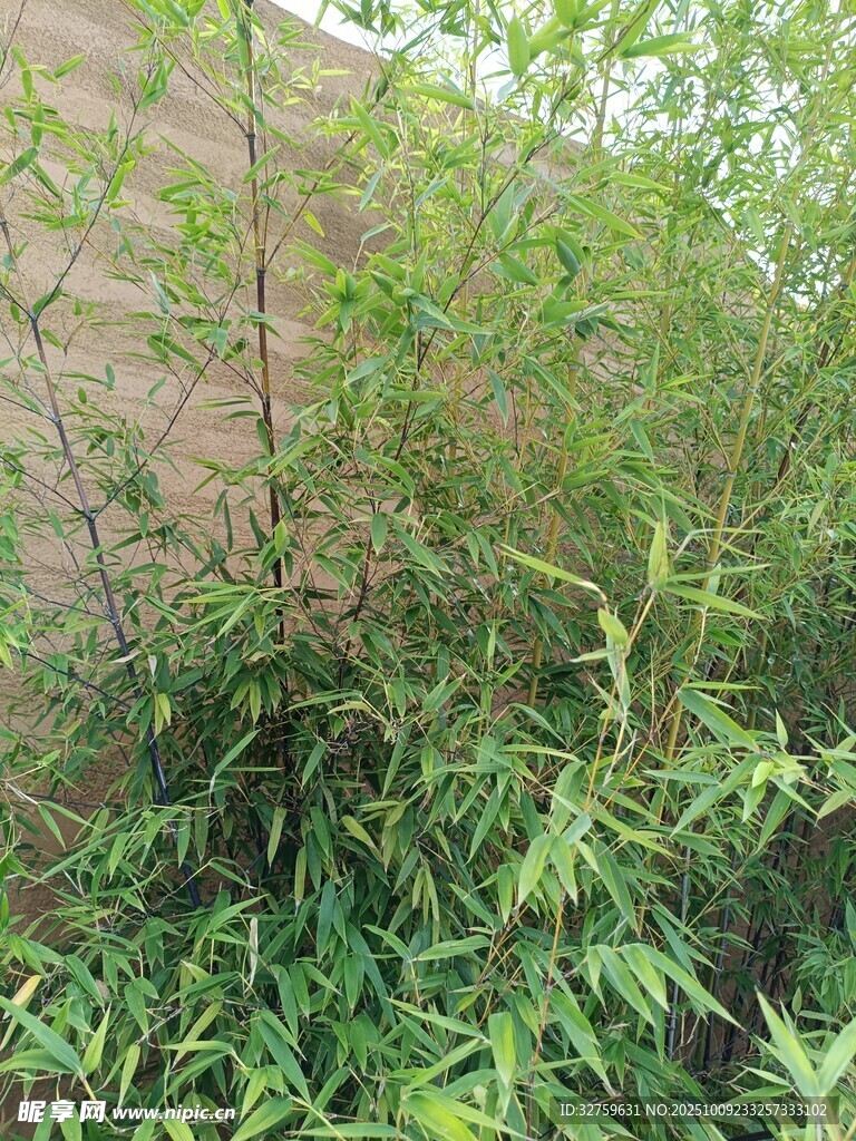 墙边繁茂绿植景观